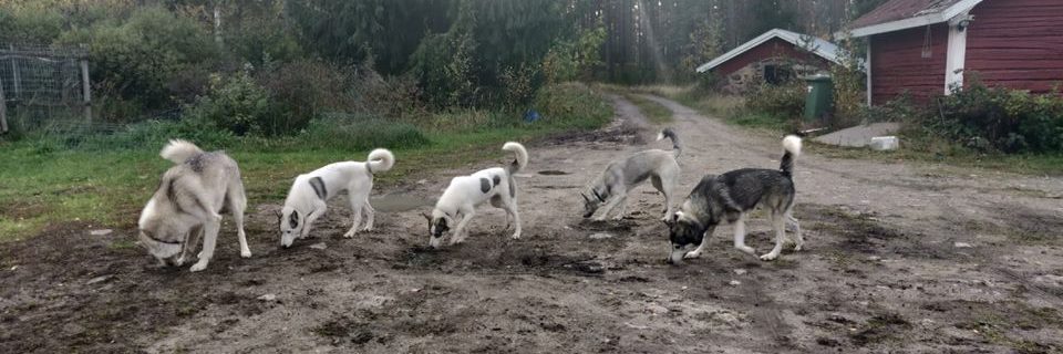 KENNEL SUSIÄIDIN